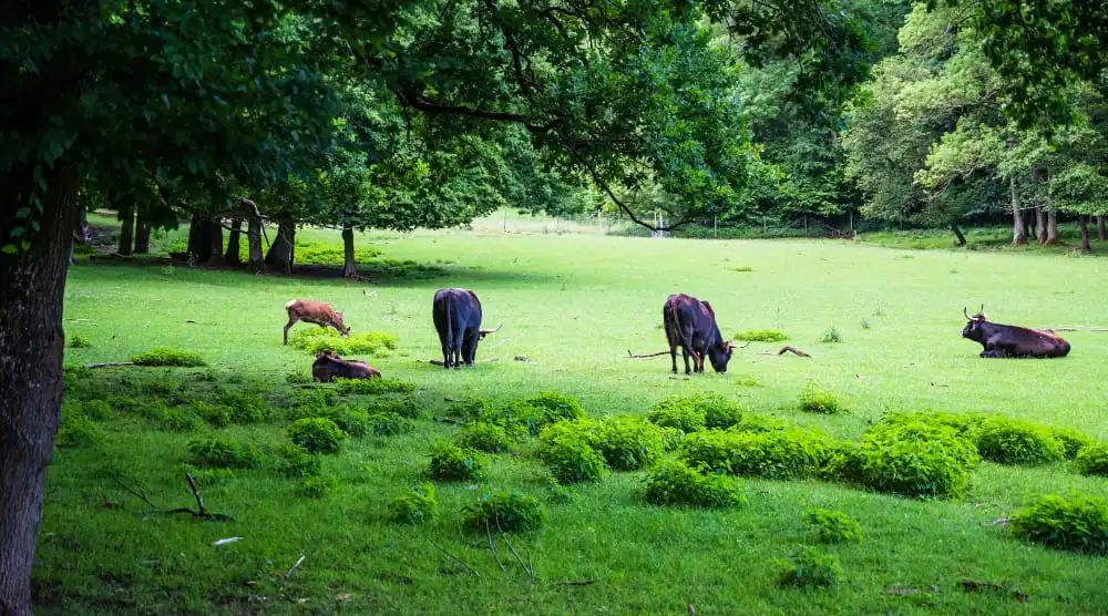 best-places-to-visit-in-west-bengal