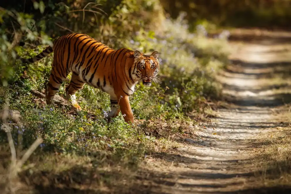 best-places-to-visit-in-west-bengal