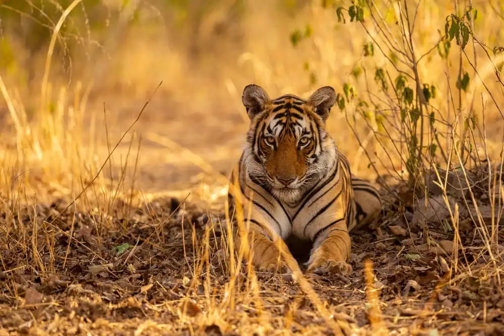 best-places-to-visit-in-west-bengal